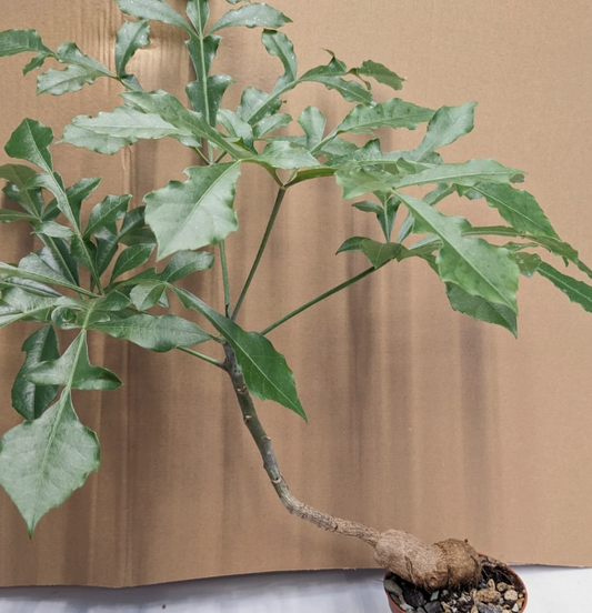 Cussonia spicata 4 Pieces Seeds