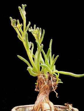 Cussonia transvaalensis 4 Pieces Seeds