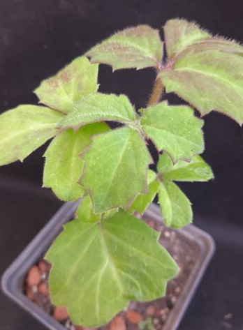 Cyphostemma woodii 4 Pieces Seeds