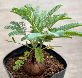Elephantorrhiza praetermissa 3 Pieces Seeds
