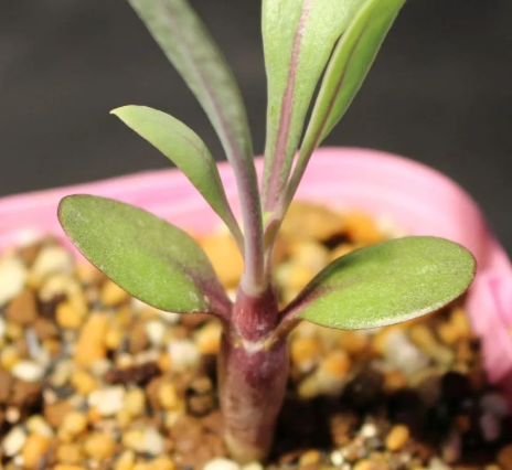 Othonna arborescens 6 Pieces Seeds