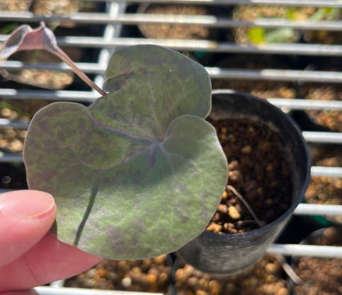 Othonna filficaulis 5 Pieces Seeds