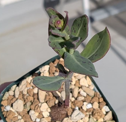 Othonna gymnodiscus 5 Pieces Seeds