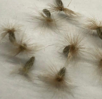 Othonna pinnata 5 Pieces Seeds
