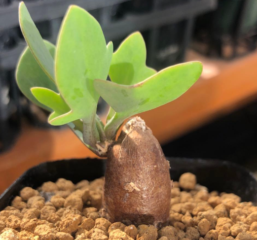 Othonna pinnata 5 Pieces Seeds