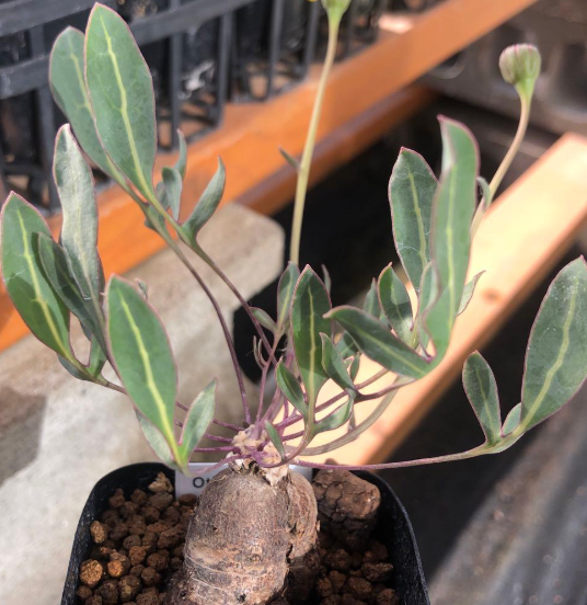 Othonna pinnata 5 Pieces Seeds