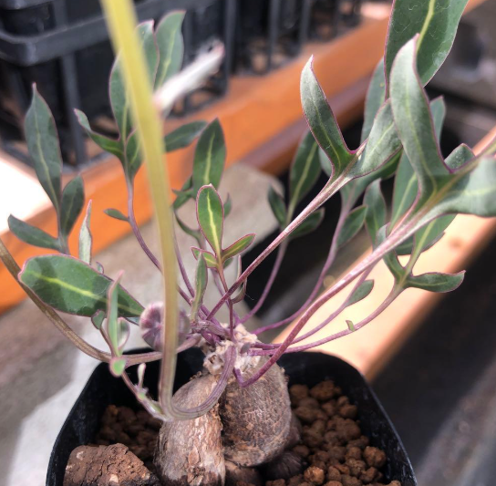Othonna pinnata 5 Pieces Seeds