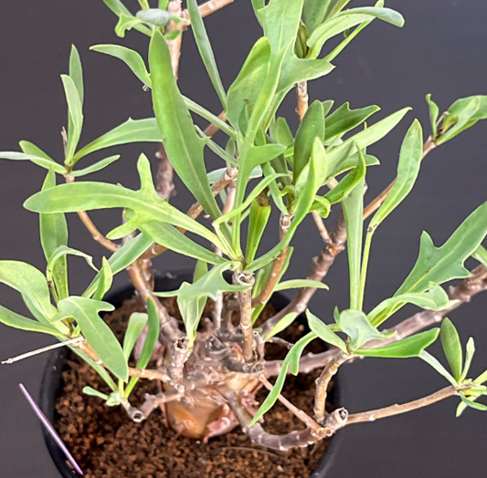 Othonna retrofracta 5 Pieces Seeds