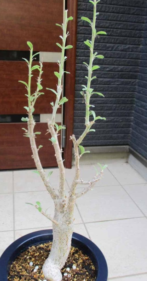 Sesamothamnus lugardii 5 Pieces Seeds