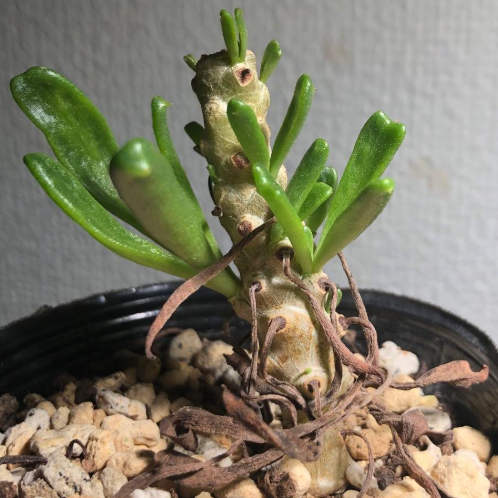 Tylecodon grandiflorus 7 Pieces Seeds