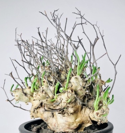 Tylecodon luteoquamata 5 Pieces Seeds