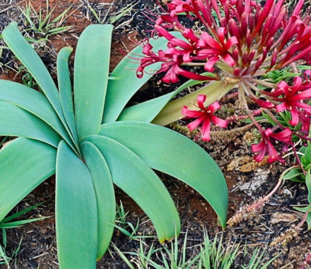Ammocharis coranica 5 Pieces Seeds