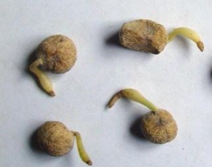 Ammocharis coranica 5 Pieces Seeds