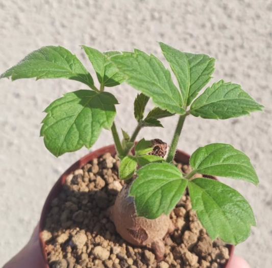 Cyphostemma Lanigerum 3 Pieces Seeds