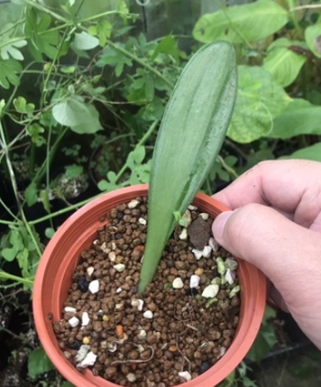 Rauhia peruviana 6 Pieces Seeds