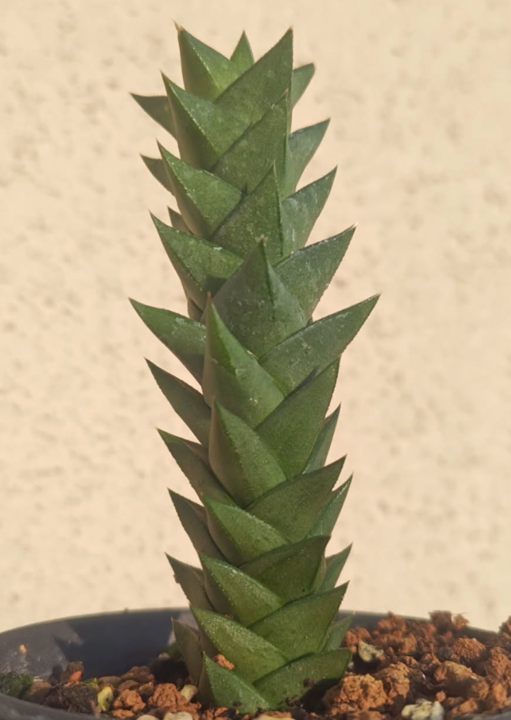 Astroloba bicarinata 10 Pieces Seeds