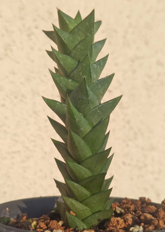 Astroloba bicarinata 10 Pieces Seeds
