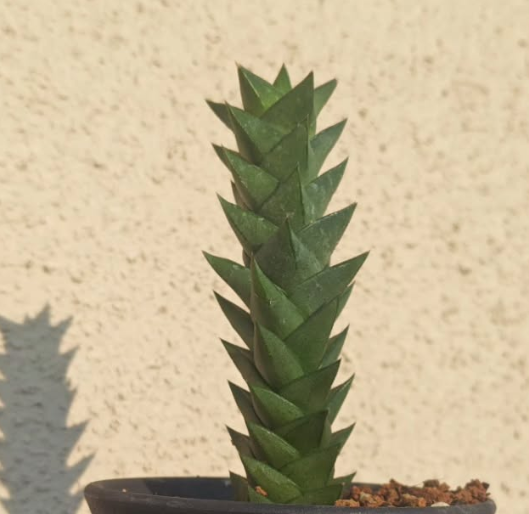Astroloba bicarinata 10 Pieces Seeds