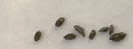 Astroloba deltoidea 10 Pieces Seeds