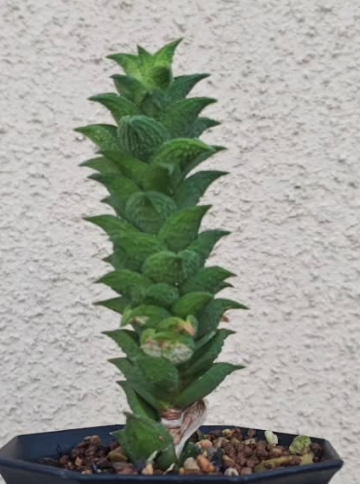Astroloba aspera 10 Pieces Seeds