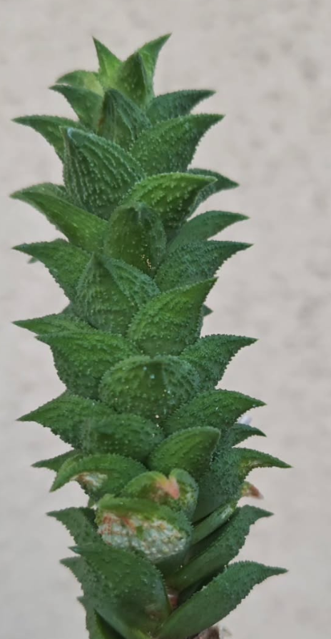 Astroloba aspera 10 Pieces Seeds