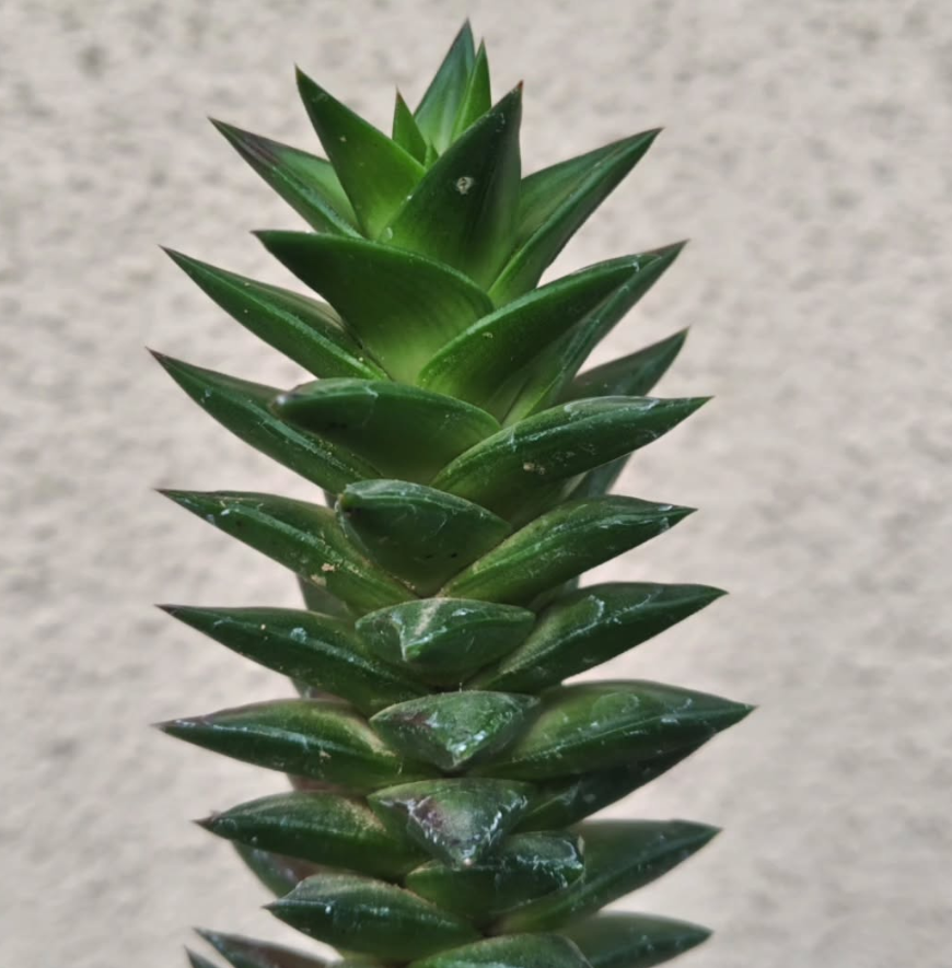 Astroloba deltoidea 10 Pieces Seeds