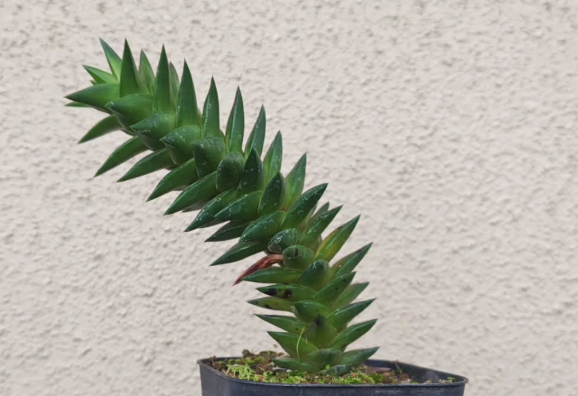 Astroloba deltoidea 10 Pieces Seeds