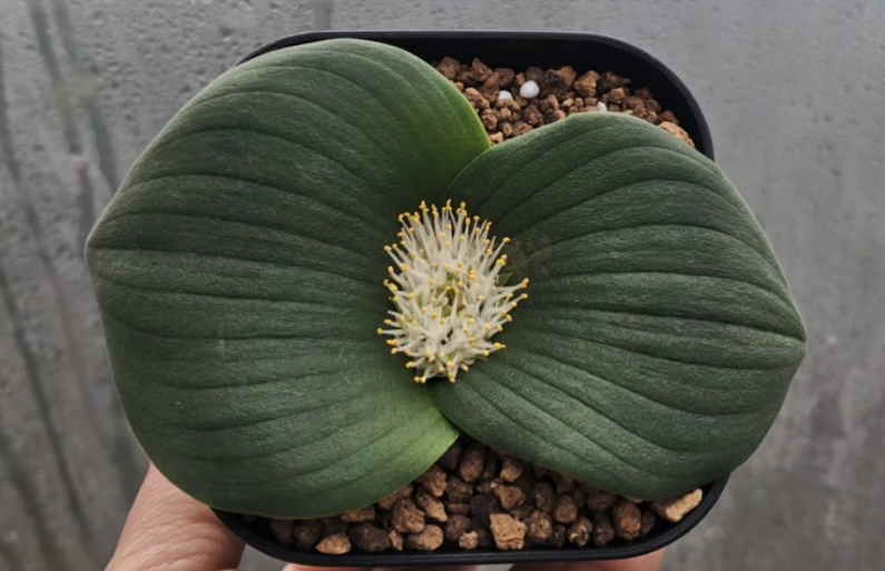 Massonia bredasdorpensis 5 Pieces Seeds