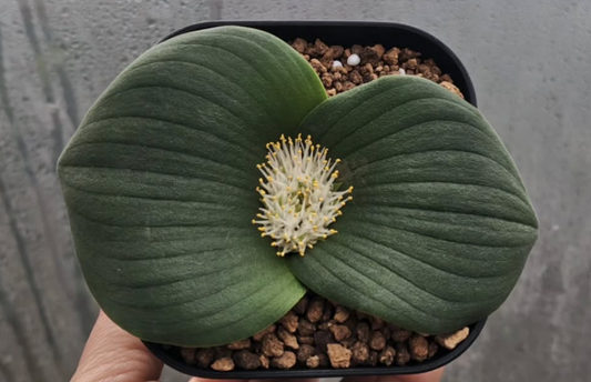 Massonia bredasdorpensis 5 Pieces Seeds