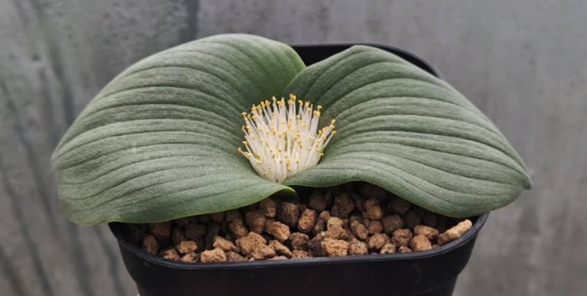 Massonia bredasdorpensis 5 Pieces Seeds