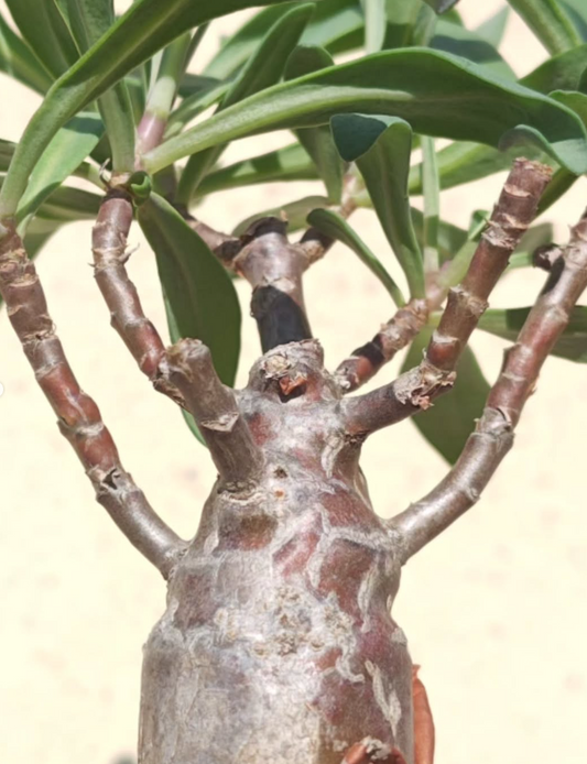 Othonna pachypoda 5 Pieces Seeds