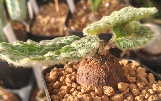 Othonna bulbosa 5 Pieces Seeds