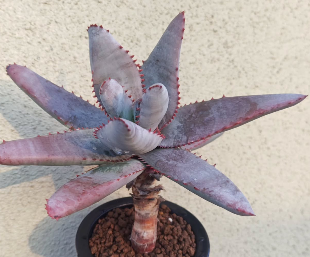 Aloe pachydactylos 10 Pieces Seeds
