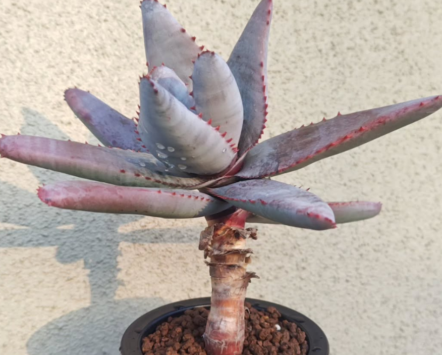 Aloe pachydactylos 10 Pieces Seeds