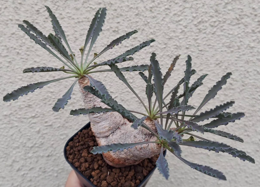 Euphorbia Crispa 8 Pieces Seeds