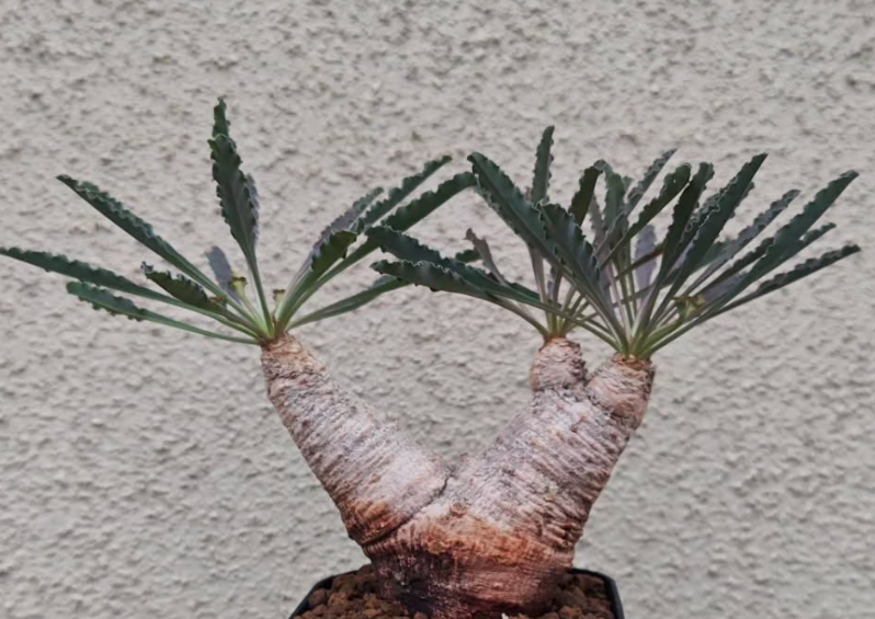 Euphorbia Crispa 8 Pieces Seeds