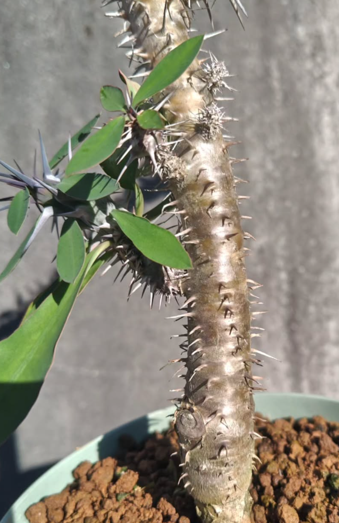 Euphorbia milii nova 7 Pieces Seeds