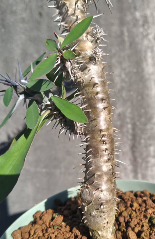 Euphorbia milii nova 7 Pieces Seeds