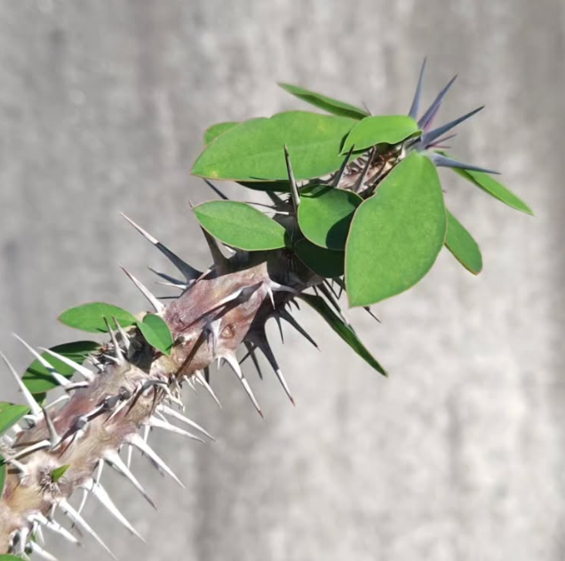 Euphorbia milii nova 7 Pieces Seeds