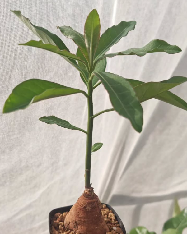 Monadenium Crispum 7 Pieces Seeds