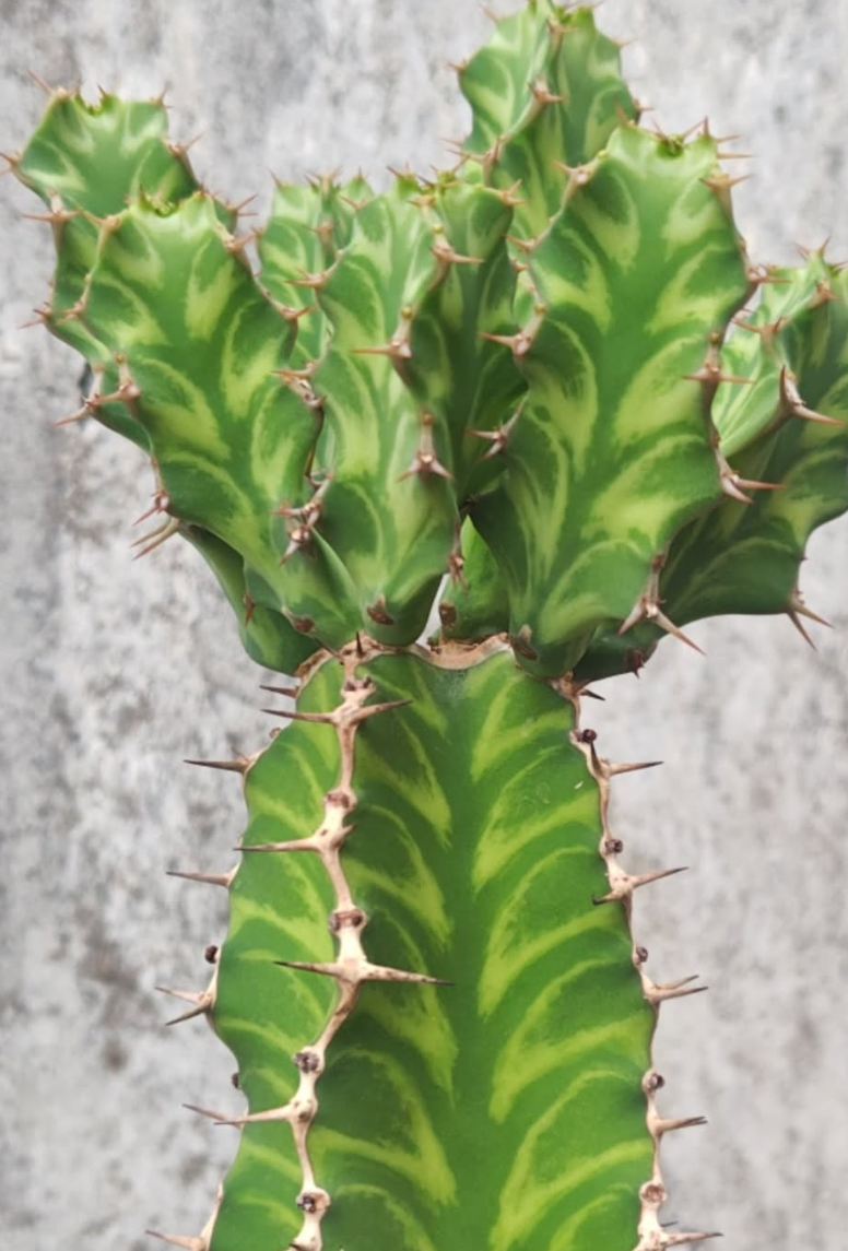 Euphorbia pseudocactus 6 Pieces Seeds