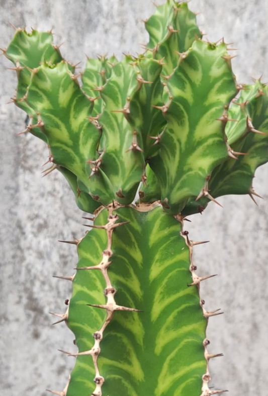 Euphorbia pseudocactus 6 Pieces Seeds