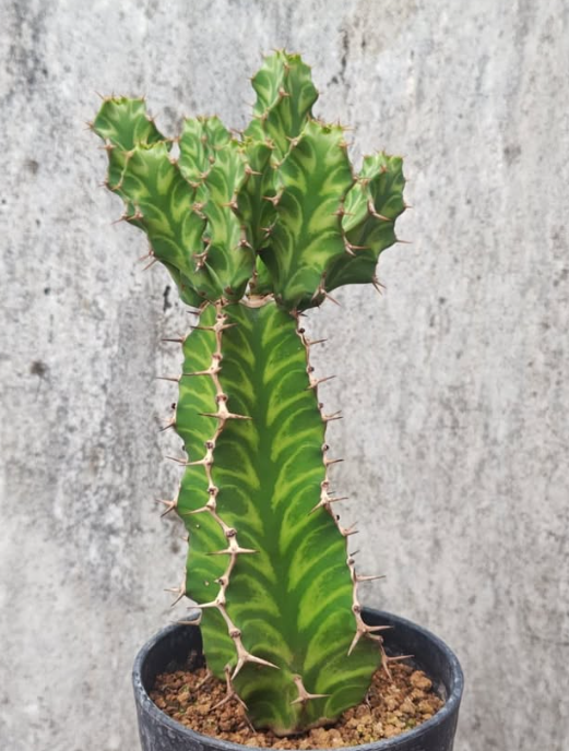 Euphorbia pseudocactus 6 Pieces Seeds