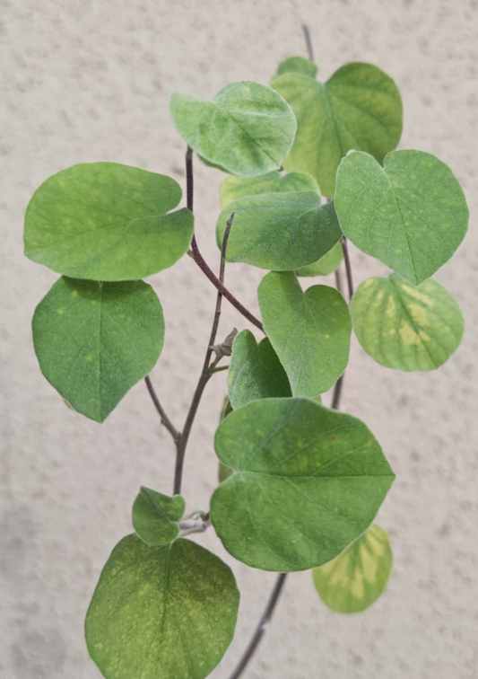 Ipomoea teotitlanica 5 Pieces Seeds