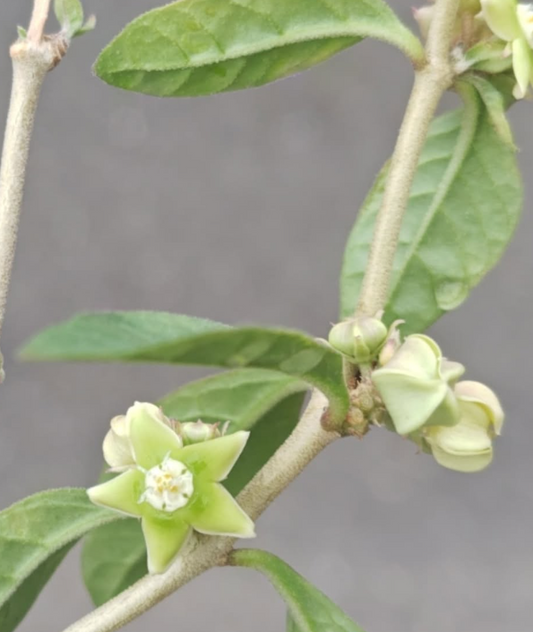 Raphionacme sp. (Taru Kenya) 5 Pieces Seeds