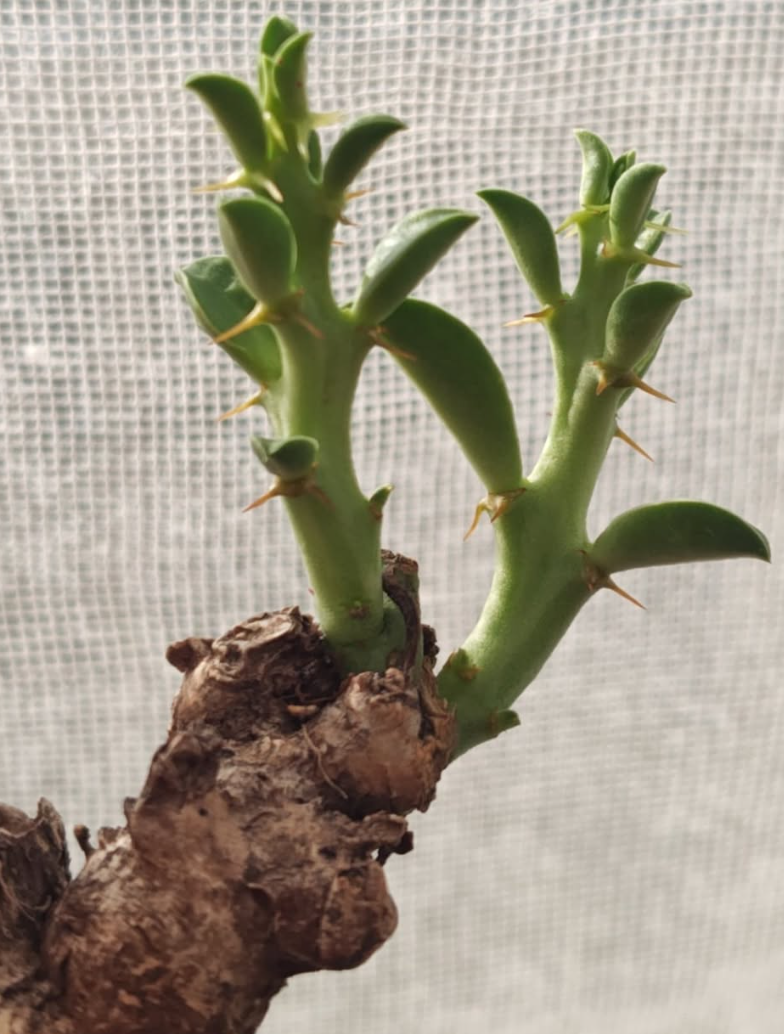 Euphorbia platyrrhiza 5 Pieces Seeds