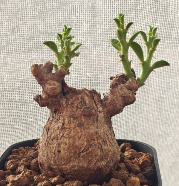 Euphorbia platyrrhiza 5 Pieces Seeds