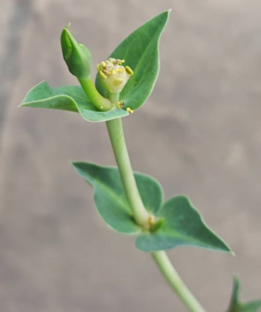 Euphorbia eranthes 5 Pieces Seeds