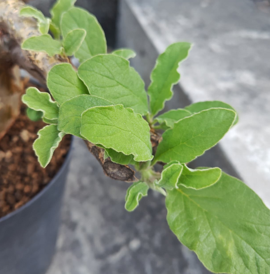 Sesamothamnus Busseanus 3 Pieces Seeds