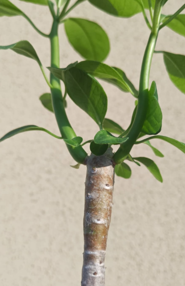 Euphorbia sp aff transvaalensis 5 Pieces Seeds